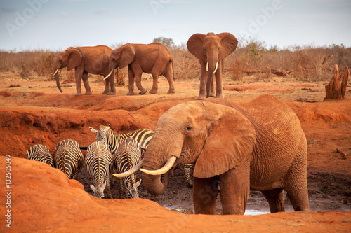 Obraz na płótnie Big red elephants with some zebras on a waterhole, on safari in Kenya