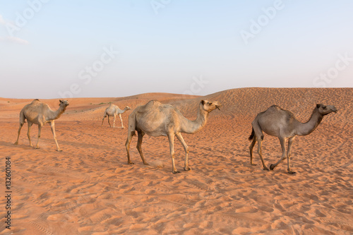 Camels in the Dubai Desert, United Arab Emirates