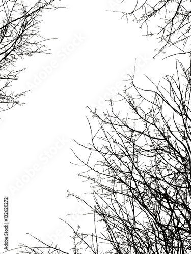Fototapeta Tree branch silhouette