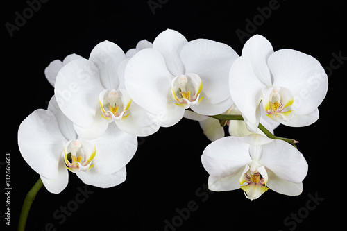 The branch of white orchid on a black background