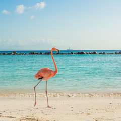 Plakat ptak flamingo dziki