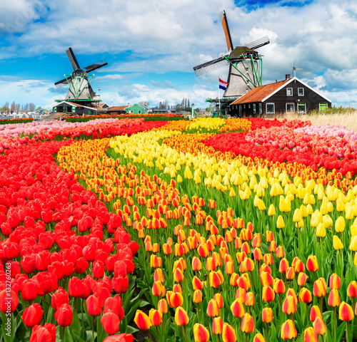 Poster two traditional Dutch windmills of Zaanse Schans and rows of tulips, Netherlands