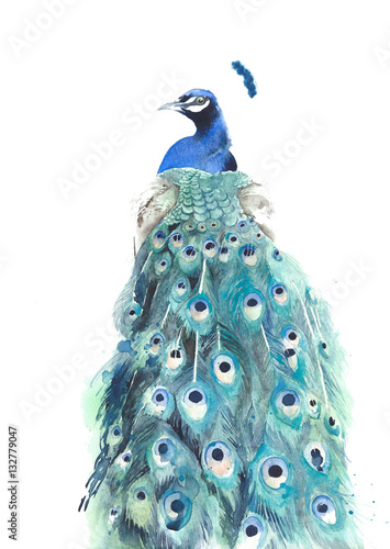 Peacock watercolor painting illustration isolated on white background