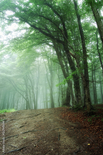 green forest in morning mist