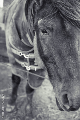headshot of the horse in winter coat