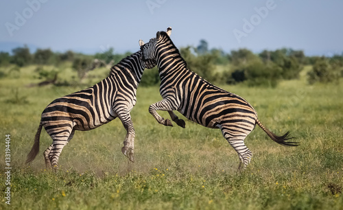Two fighting Zebras in the grassland, jumping, Kruger National Park, South Africa