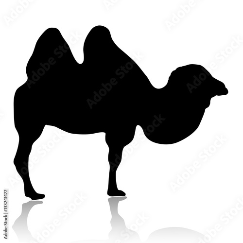 Silhouette of camel isolated on white background vector