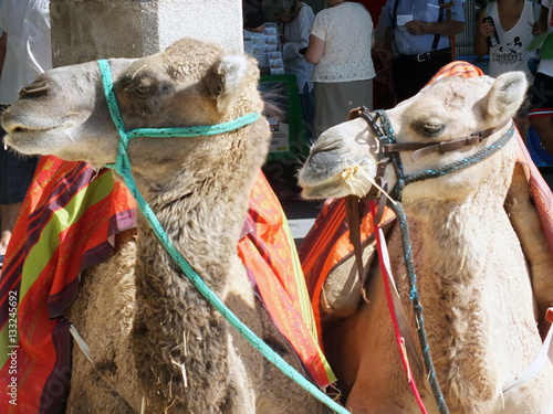 camellos
