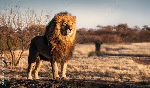 Obraz na płótnie Single lion standing proudly on a small hill