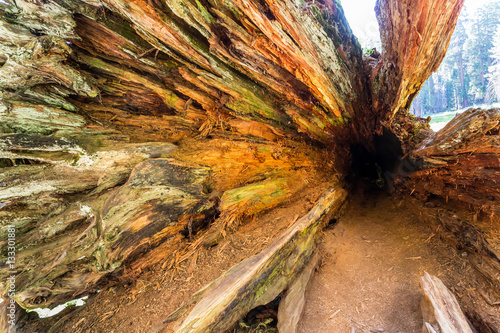 Perspective shooting of deep tree hollow.