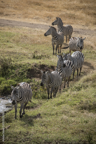 Line of Zebras, Ngorongoro Crater, Tanzania