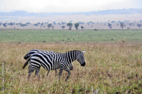 Zebras on a walk