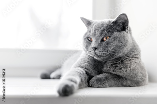 Obraz na płótnie Noble proud cat lying on window sill. The British Shorthair