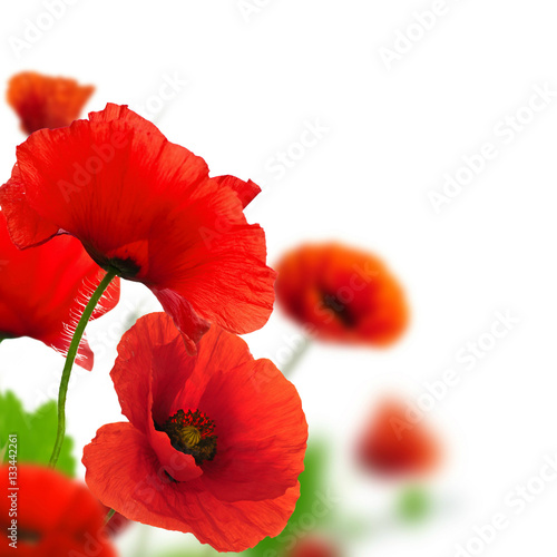 poppy flowers
