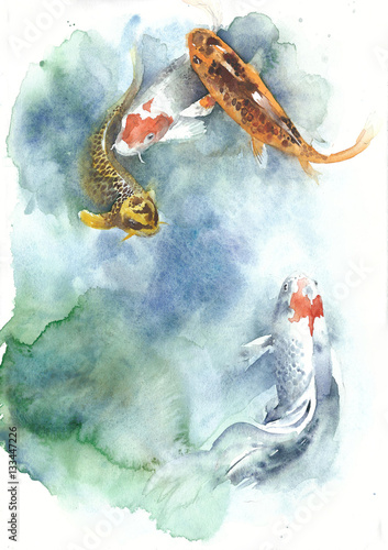 akwarela-obraz-koi-ryb-akwarela-na-bialym-tle