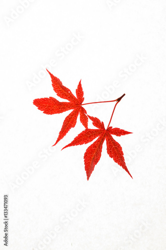 autumn leaves