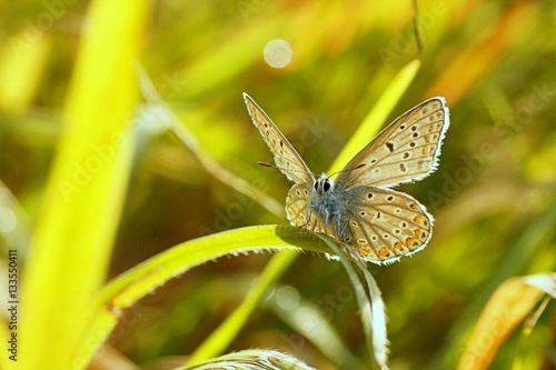 Motyl