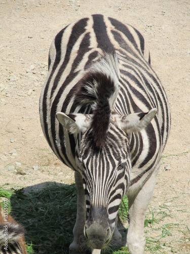 Striped, cute black white Zebra neatly combed mane and tail walking under the summer sun at the zoo of Erfurt.
