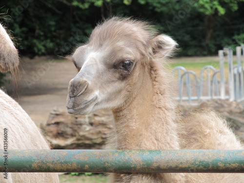  Camels family - mom, dad and baby are having lunch in the fresh summer air at the zoo of Erfurt. Small camel is very cute and funny.