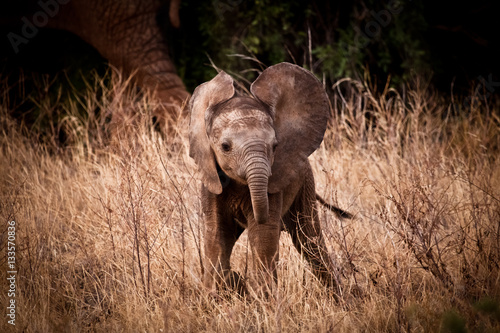 Obraz na płótnie African Elephant Calf
