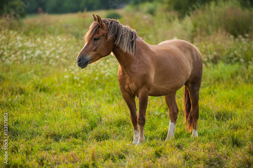 horse grazing