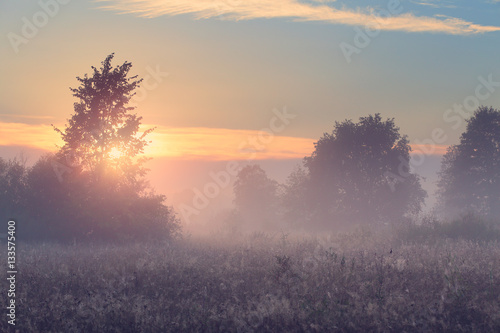 Spring misty morning in meadow