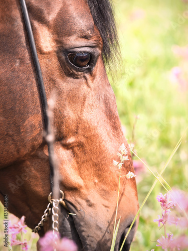 portrait of grazing bay horse. close up