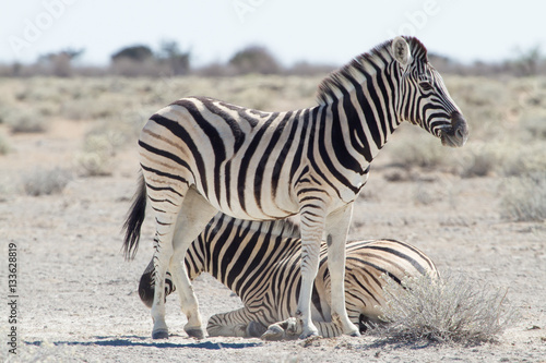 Zebras in desert, Namibia Africa