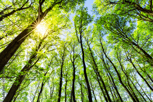 Grüner Wald im Sonnenlicht 