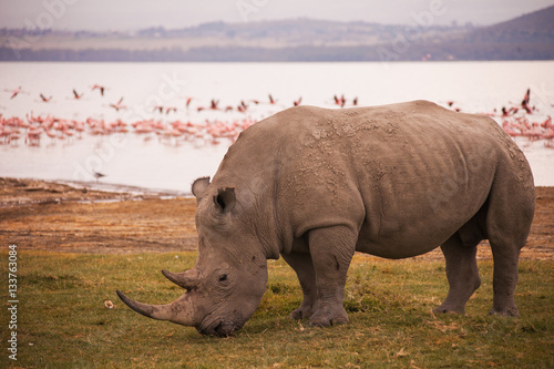 Obraz na płótnie Rhinoceroses in Nakuru National Park
