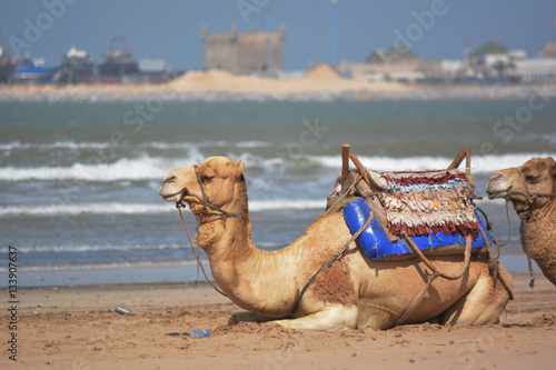 Cammelli in Morocco