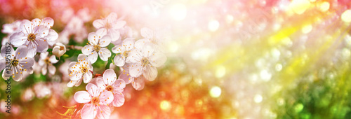 Blossoming branch apple. Bright colorful spring flowers