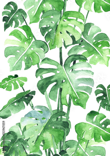 monstera-pozostawia-tlo-piekny-wzor-akwarela