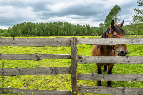 Farm with horse on green field, rural scene