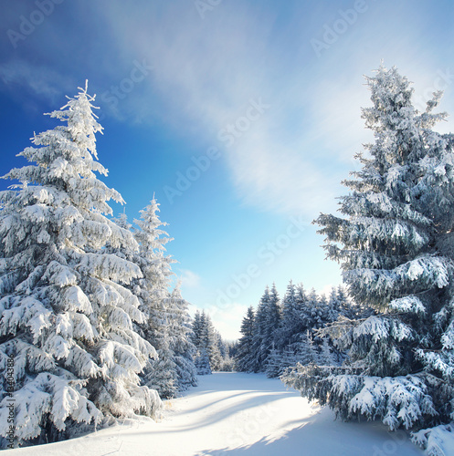 Magie im Winterwald - bestes Winterwetter