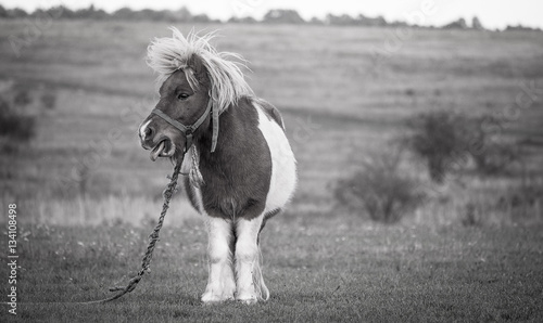 Disagreement, picture of a pony showing disagreement