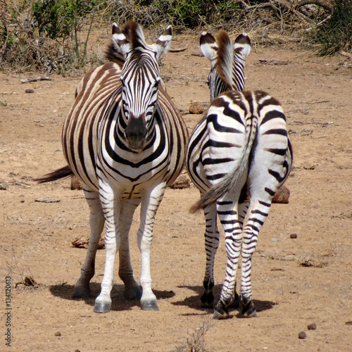 Funny Zebras