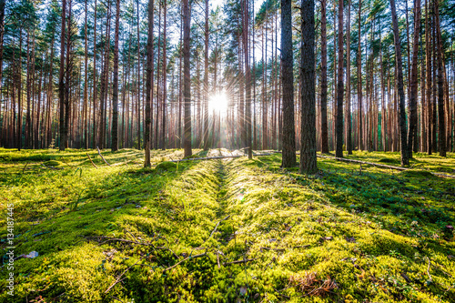 Sunrise in pine forest