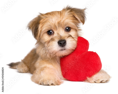 Poster Lover Valentine Havanese puppy lying with a red heart