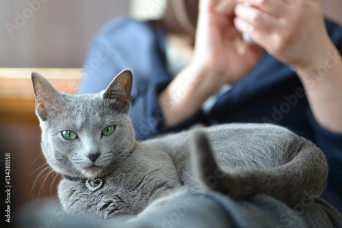 Cat on knees | Buy Photos | AP Images | DetailView