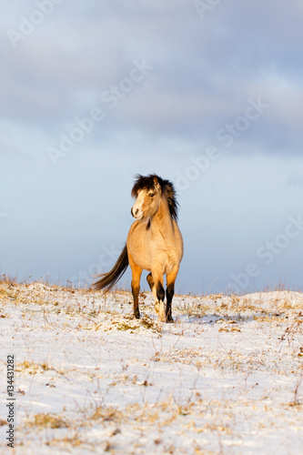 welsh pony