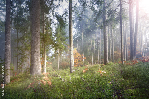 Magic sun light in the foggy forest tree landscape.