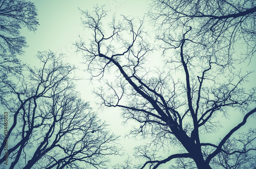  Leafless bare trees over cloudy sky
