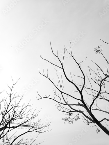 Fototapeta Abstract Silhouette Dried tree monotone
