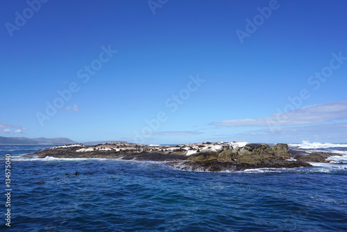 Poster Seal colony at Seal Island, Cape town, South Affica