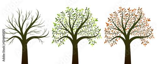 Four seasons trees on white background vector
