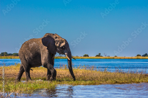 Obraz na płótnie Okavango Delta