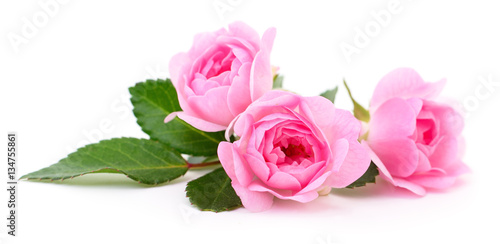 Beautiful pink roses.