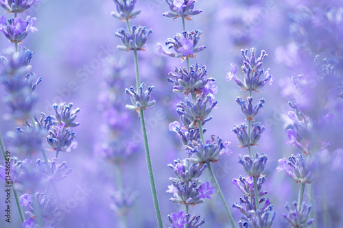 Fototapeta field lavender flowers