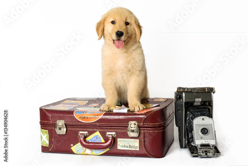 Poster dog golden sitting down on a suitcase on a white background